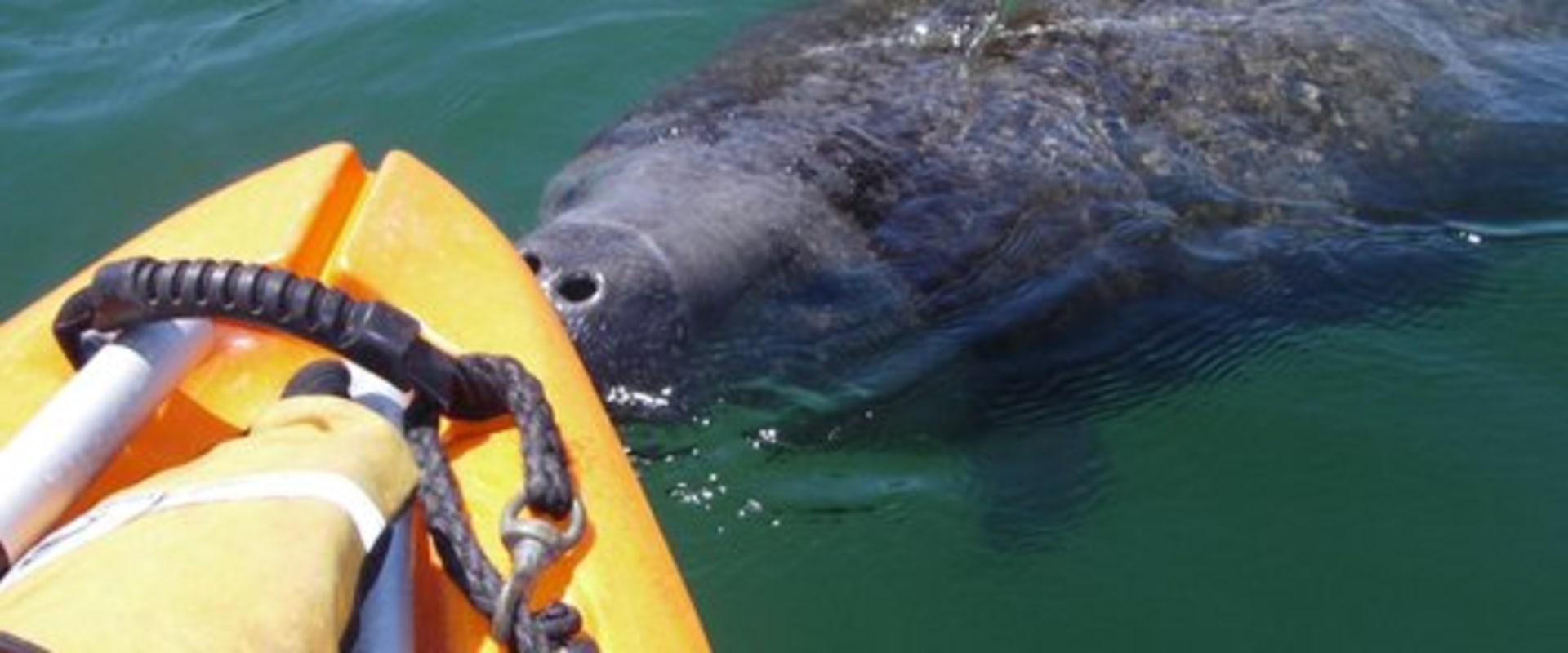 The Ultimate Guide to Water Sports in Manatee County, FL