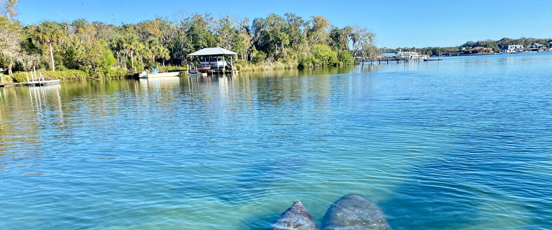 Exploring the Wild Side of Manatee County, FL