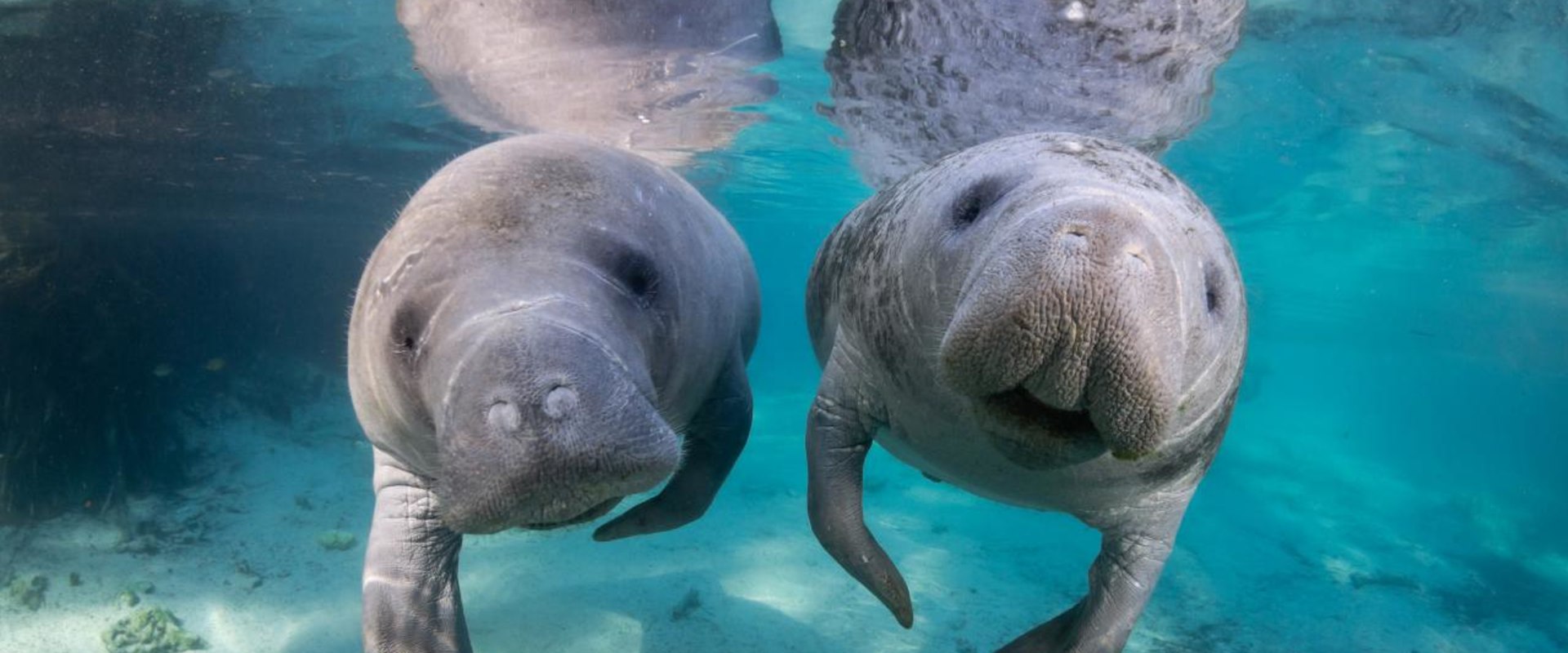 Exploring the Hidden Treasures of Manatee County, FL
