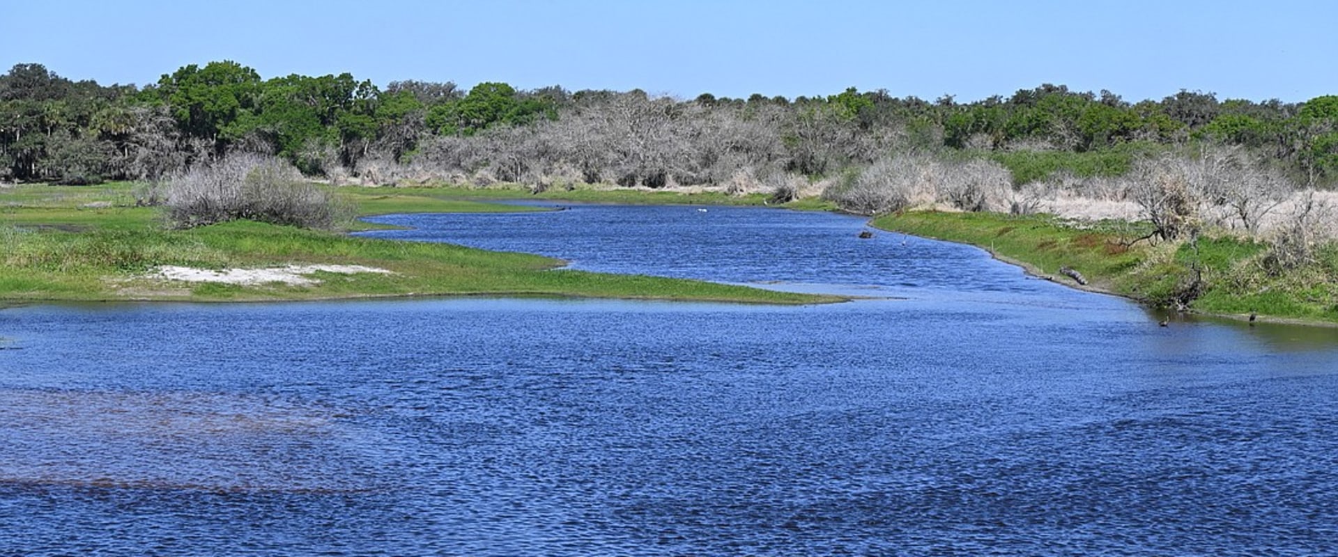 The Ultimate Guide to Birdwatching in Manatee County, FL