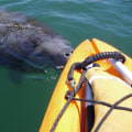 The Ultimate Guide to Water Sports in Manatee County, FL