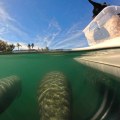 The Ultimate Guide to Exploring Manatee County, FL