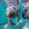 Exploring the Hidden Treasures of Manatee County, FL