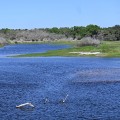 The Ultimate Guide to Birdwatching in Manatee County, FL