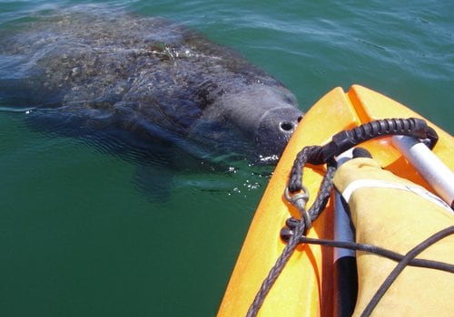 The Ultimate Guide to Water Sports in Manatee County, FL