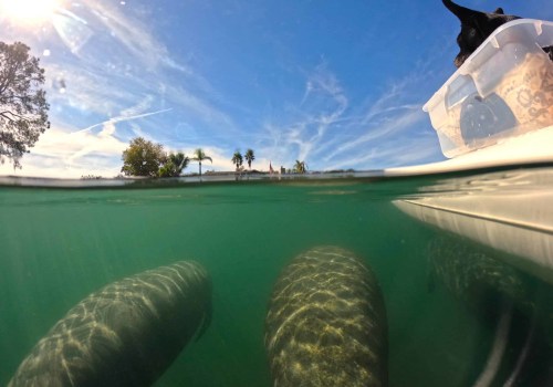The Ultimate Guide to Exploring Manatee County, FL
