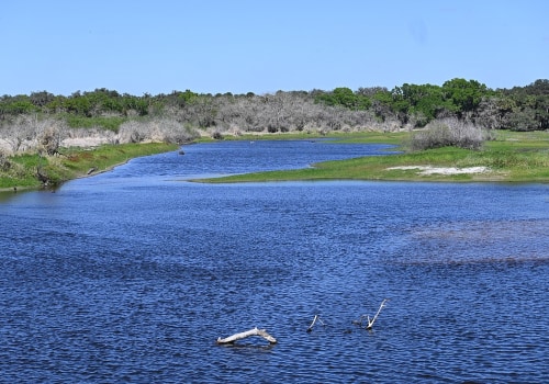 The Ultimate Guide to Birdwatching in Manatee County, FL